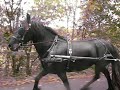 Dales Pony Jade racing 4 wheeler