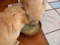 10 goldeni retrvieri la masa...in busteni