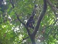 Howler Monkeys on BCI