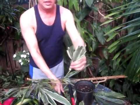 how to replant dracaena marginata