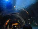 Sharks at Hong Kong Ocean Park