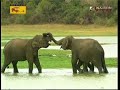 Minneriya Elephant Gathering - Rupavahini Interviews Srilal Miththapala