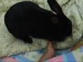 xiaozhu2.wmv