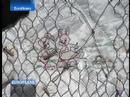 EuroNews - SP - Europeans: Dificultades de la diversidad...