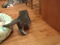 いたずら子猫