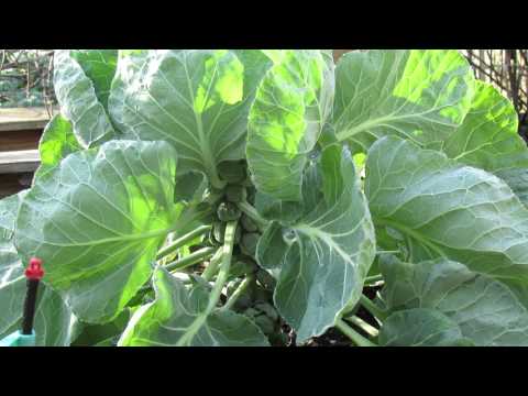 how to transplant brussel sprouts