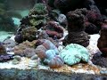 Hard corals, Coraux durs