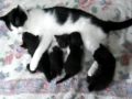 子猫４兄弟！その１「だから」♪♪♪