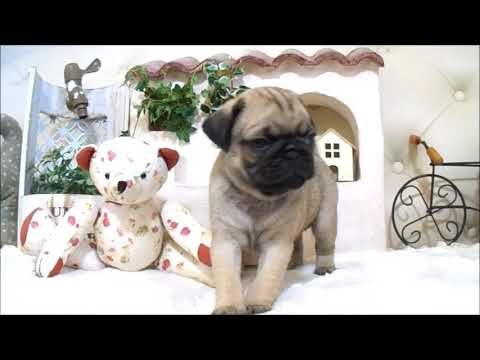 YouTube Preview Image