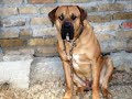 Tosa Inu - Danny de Vito