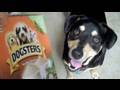 Doggy Ice Cream?! (8.10.09 - Day 102)