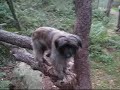 Skogsaktivering