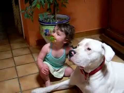 dogue argentin