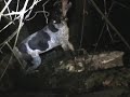 Bluetick's ones english treed with meat coon hunting