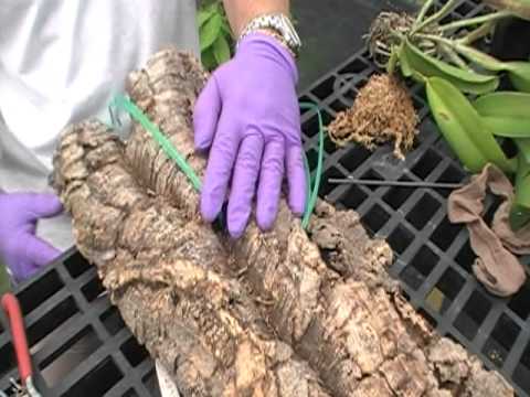 how to attach orchid to a tree
