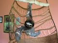 Aviarios del Caribe - Sloth Rescue Center - Buttercup