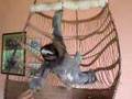 Aviarios del Caribe - Sloth Rescue Center - Buttercup