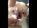Mee-Sha the Scottish Fold kitten sucking fingers