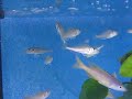 Xenotilapia Katete 001