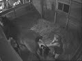 Devonessa foaling Devonessa foaling