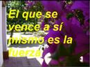 mi estimado