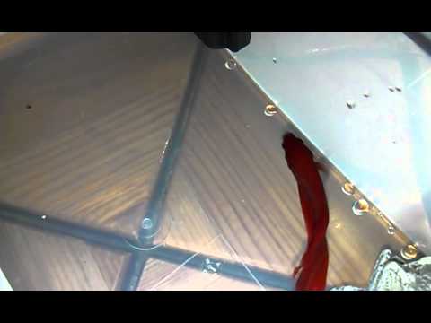 how to treat fin rot in bettas