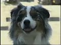 JoJo and Gypsy Aussies Hanging out in Hollywood