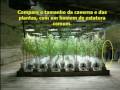 Cannabis Cave / Caverna Da Maconha