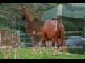 Sean's Foal