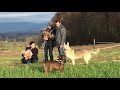 Kiara - Schäferhund Husky Mischlings Hündin