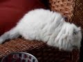 Persian/Himalayan kittens playing Persian/Himalayan kittens playing