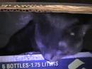 Harry in a box