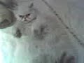 gata loca por los silbidos