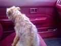 funny dog falls over funny dog falls over