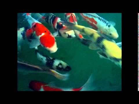Image de prévisualisation YouTube