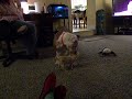 ufc-fight-chihuahua-vs-cat.html