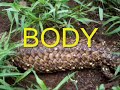 An Introduction to Shingleback Lizards, Part 1.