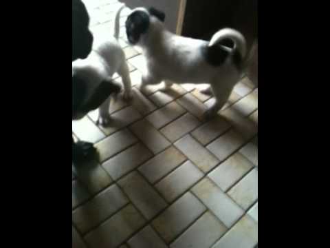 dogue allemand