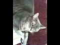 videos de Take a look at my chompers