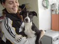 Adopta tu mascota