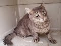 adopta tu mascota