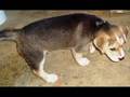 Adopta tu mascota