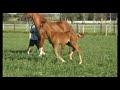 Hanoverian filly Hanoverian filly