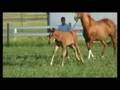 Hanoverian filly