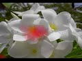 Apocynaceae Dream Apocynaceae Dream