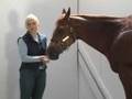 Emily's Horse Conformation video