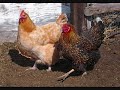 http://www.youtube.com/watch?v=SLp09PX0m5s&feature=related