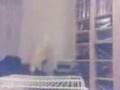 videos de The rat film!