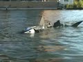 Robot Shark