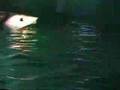 Robot Shark